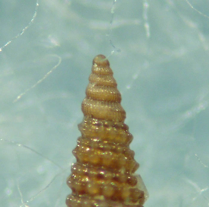 Thriphoridae da Cannizzaro